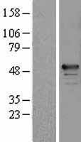 RBM34 Human Over-expression Lysate