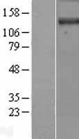 DENND3 Human Over-expression Lysate
