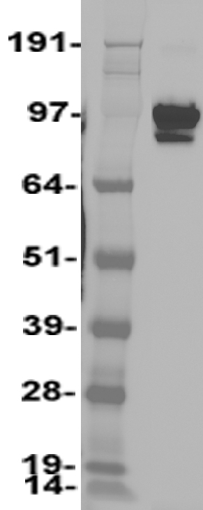 Neuroligin 1 (NLGN1) Human Over-expression Lysate