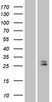 DCL 1 (CD302) Human Over-expression Lysate