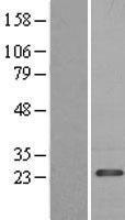 PDAP1 Human Over-expression Lysate