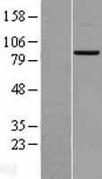 Mitofusin 2 (MFN2) Human Over-expression Lysate