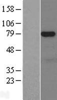 ARK5 (NUAK1) Human Over-expression Lysate