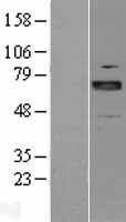 ARNT2 Human Over-expression Lysate