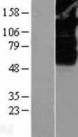 SV2B Human Over-expression Lysate