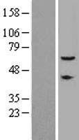 CEP57 Human Over-expression Lysate