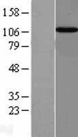 Importin 13 (IPO13) Human Over-expression Lysate