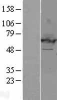 EHD2 Human Over-expression Lysate
