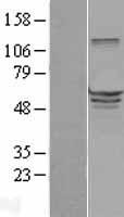 EHD3 Human Over-expression Lysate
