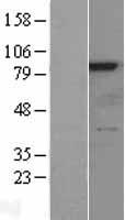 RSK4 (RPS6KA6) Human Over-expression Lysate