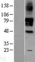 SIGLEC9 Human Over-expression Lysate