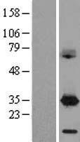 DAPP1 Human Over-expression Lysate
