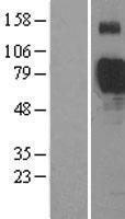 Siglec 7 (SIGLEC7) Human Over-expression Lysate