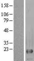 RNF11 Human Over-expression Lysate