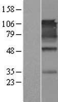SynCAM (CADM1) Human Over-expression Lysate