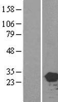 HEBP2 Human Over-expression Lysate