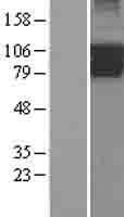 PIK3R5 Human Over-expression Lysate