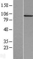 Calpain 7 (CAPN7) Human Over-expression Lysate