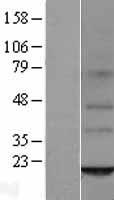 ORMDL2 Human Over-expression Lysate