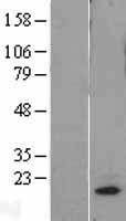 MRPL18 Human Over-expression Lysate
