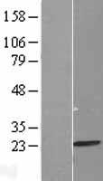 MRPL13 Human Over-expression Lysate