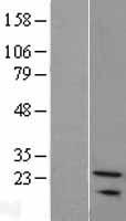 SNX24 Human Over-expression Lysate