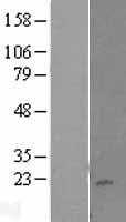 KLRC4 Human Over-expression Lysate