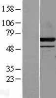 DPP2 (DPP7) Human Over-expression Lysate