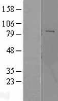 POMT2 Human Over-expression Lysate