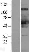 SNX8 Human Over-expression Lysate