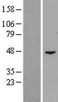 GTPBP9 (OLA1) Human Over-expression Lysate