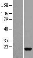 fast skeletal Myosin (MYLPF) Human Over-expression Lysate