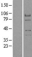 RACGAP1 Human Over-expression Lysate