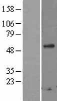 Secretogranin 3 (SCG3) Human Over-expression Lysate