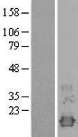 NXT1 Human Over-expression Lysate
