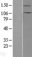 TRPC5 Human Over-expression Lysate