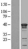 KIN Human Over-expression Lysate