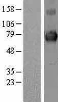 KEAP1 Human Over-expression Lysate