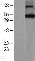 AGO1 Human Over-expression Lysate