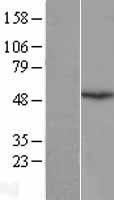 Emi1 (FBXO5) Human Over-expression Lysate