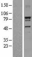 Dynein intermediate chain 1 (DNAI1) Human Over-expression Lysate