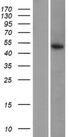 SERGEF Human Over-expression Lysate
