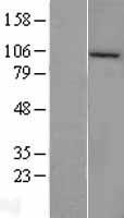 CLCA4 Human Over-expression Lysate