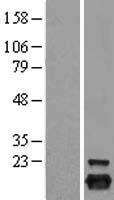 Peroxiredoxin 5 (PRDX5) Human Over-expression Lysate