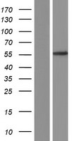 DGAT1 Human Over-expression Lysate