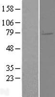 ELL2 Human Over-expression Lysate