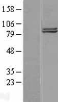 COG2 Human Over-expression Lysate