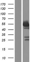 NONO Human Over-expression Lysate