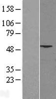 PHLDA1 Human Over-expression Lysate