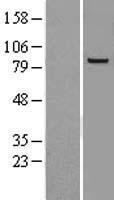 EXOC3 Human Over-expression Lysate